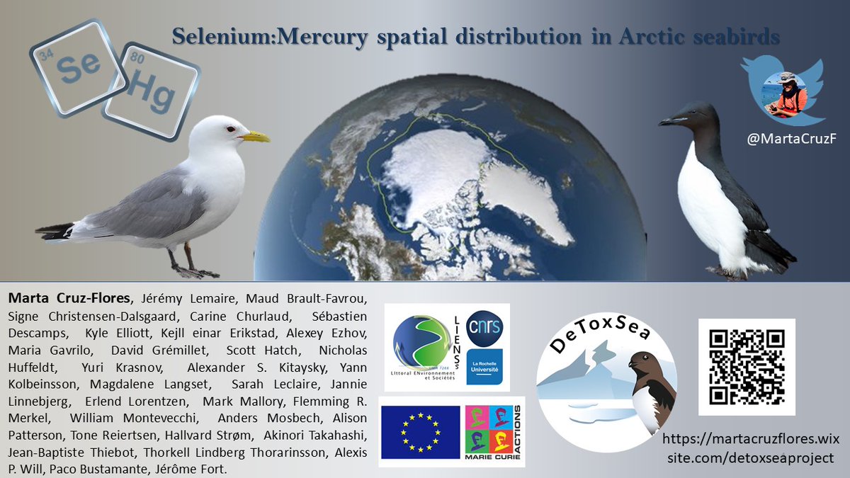 MartaCruzF's tweet photo. 4/4 #ContSesh #wstc8
🐟We didn't find a consistent pattern btw
Hg & Se concentrations w/ isotopic values
👉The trophic ecology by itself doesn't explain the differences in Hg & Se concentrations, probably due to colony differences in isoscapes
@MSCActions
#TeamGull #TeamAuk https://t.co/dH0RDKyr6s