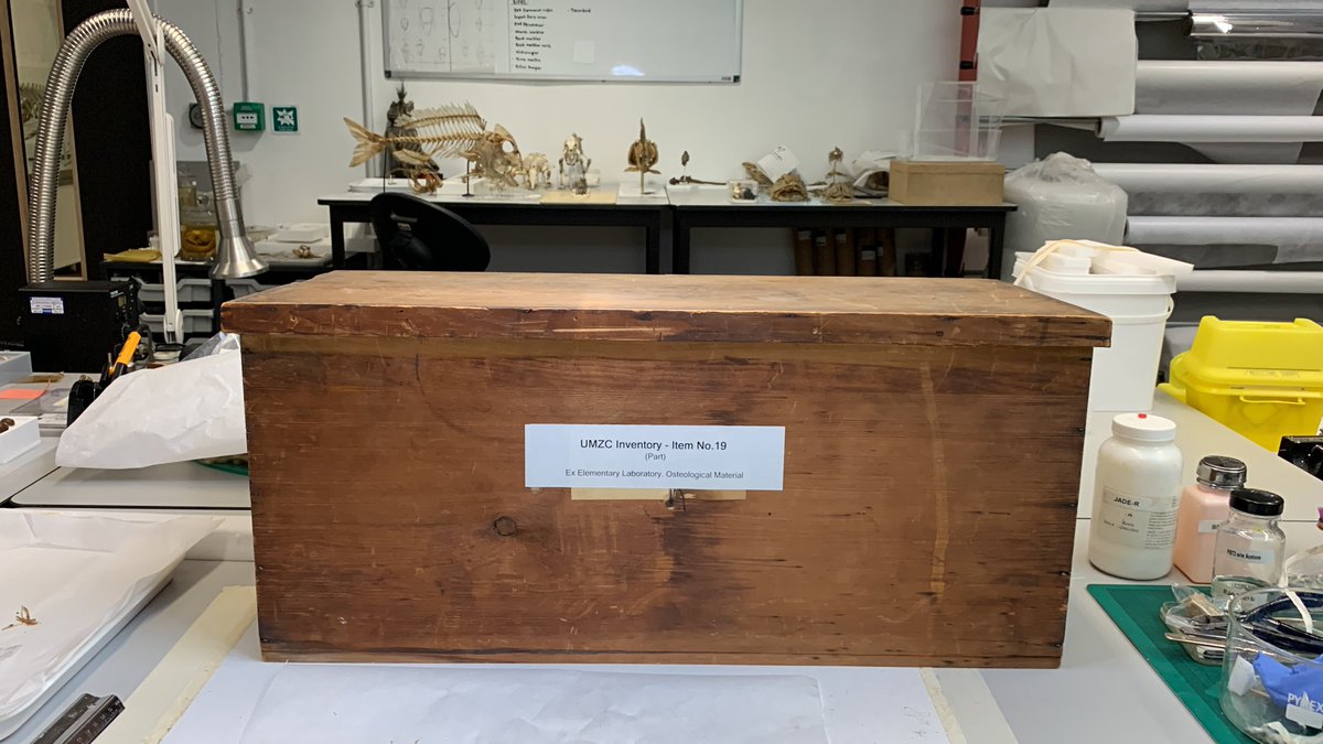 jen_gossman's tweet photo. A mystery box #whatisinthebox @ZoologyMuseum as a conservator we get to explore some intreaging specimens #museumsecrets #MuseumBehindTheScenes #zoologyspecimens @IIC_ @Conservators_UK https://t.co/EiEp8PJmYc