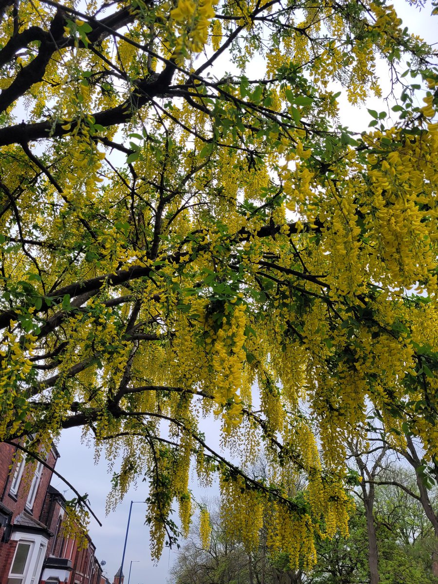 DanOC79's tweet photo. Reconnect with nature. Ditch the car and walk local journeys. Today's lunchtime #try20 and i see this beauty #laburnumtree @livingstreets #walkthismay #NationalWalkingMonth https://t.co/GG1etMyUZa