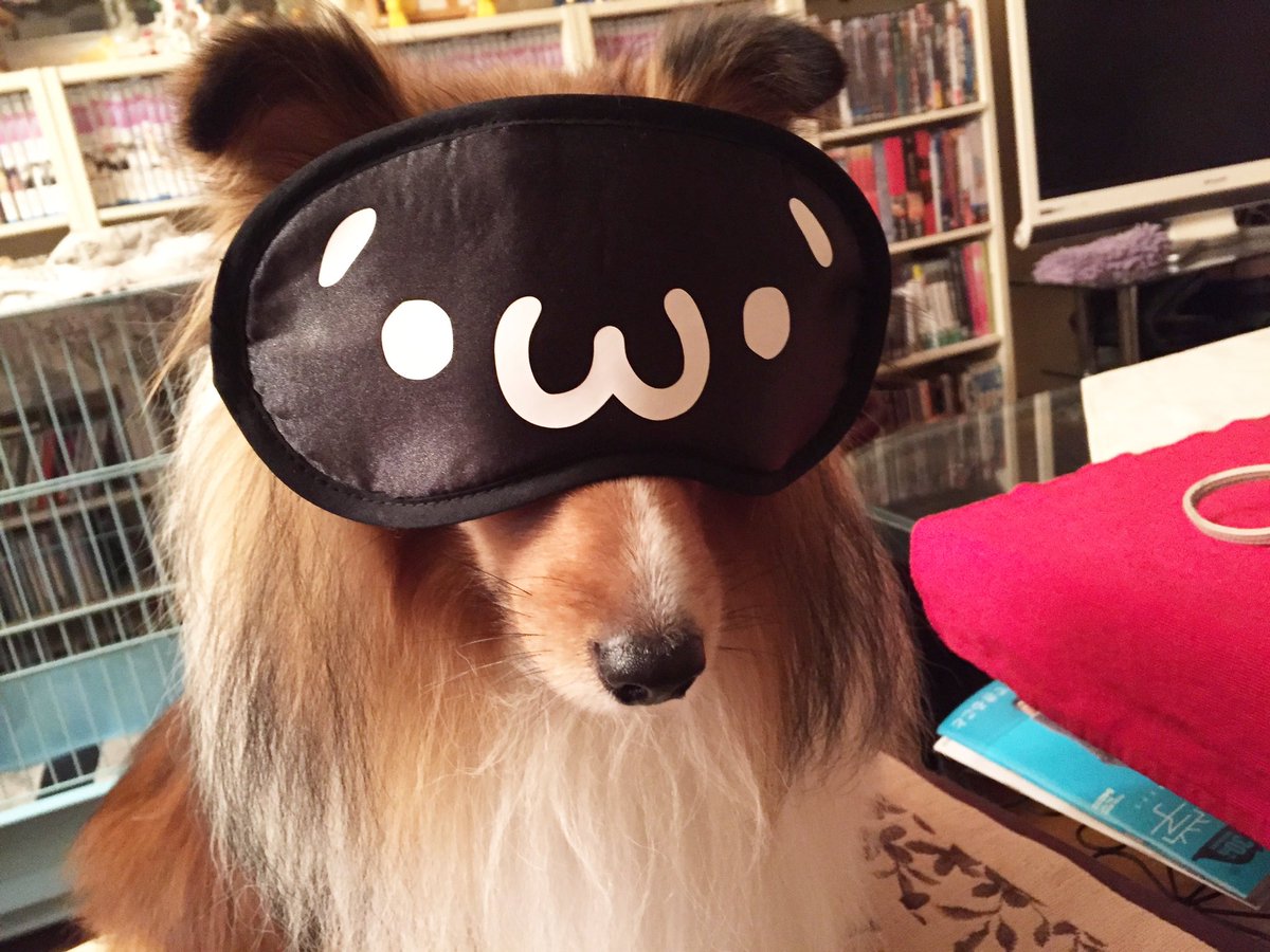 moguko0524's tweet photo. ……( ・᷄ὢ・᷅ )
#犬 #犬好きさんと繋がりたい #シェルティ #Shelti https://t.co/6SEa2G5XDp