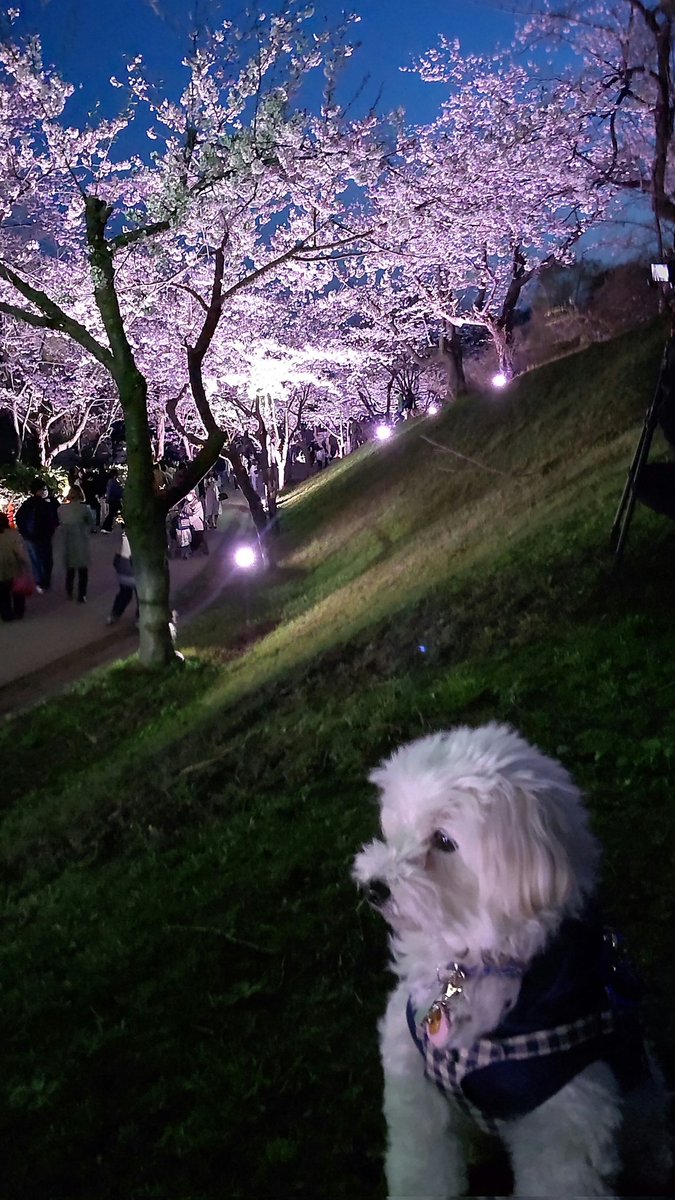 alto0530's tweet photo. 今日は奈井江の
にわ山森林自然公園と
アルテピアッツァ美唄と
美唄東明公園に行ったよ🚗💨

アルテピアッツァ美唄は広くてキレイな場所だったし、
���明公園の夜桜は感動した‼️✨

＃マルプー
＃犬のいる幸せ
＃アルテピアッツァ美唄
＃美唄東明公園
＃夜桜 https://t.co/Rf2tCl8PS8