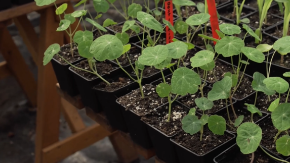 nfhfoundation's tweet photo. De #GroeneGGZ wederom mooi in beeld dankzij de bloeiende samenwerking tussen de #moestuinman en #MondriaanGGZ. Zie hoe therapeutische activiteiten in het groen bijdragen aan het welbevinden van de patiënt en meer biodiversiteit in de omgeving. @L1
https://t.co/mltP6vrZ6N https://t.co/OgslK7R6sJ