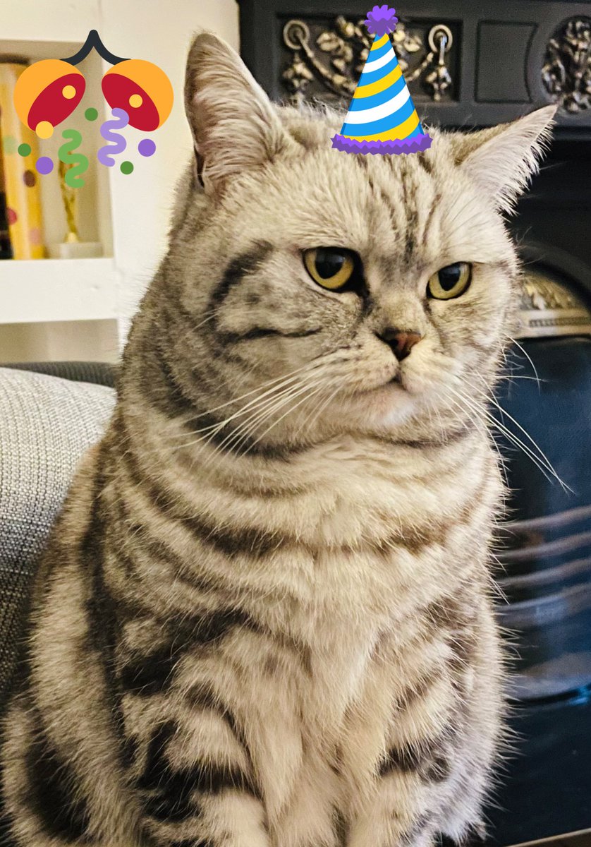 rosiepiecat's tweet photo. #happybirthday to me! 5 years old today 🥳😻#cats #CatsOfTwitter #CatsOnTwitter https://t.co/F7Jzn3DxHE