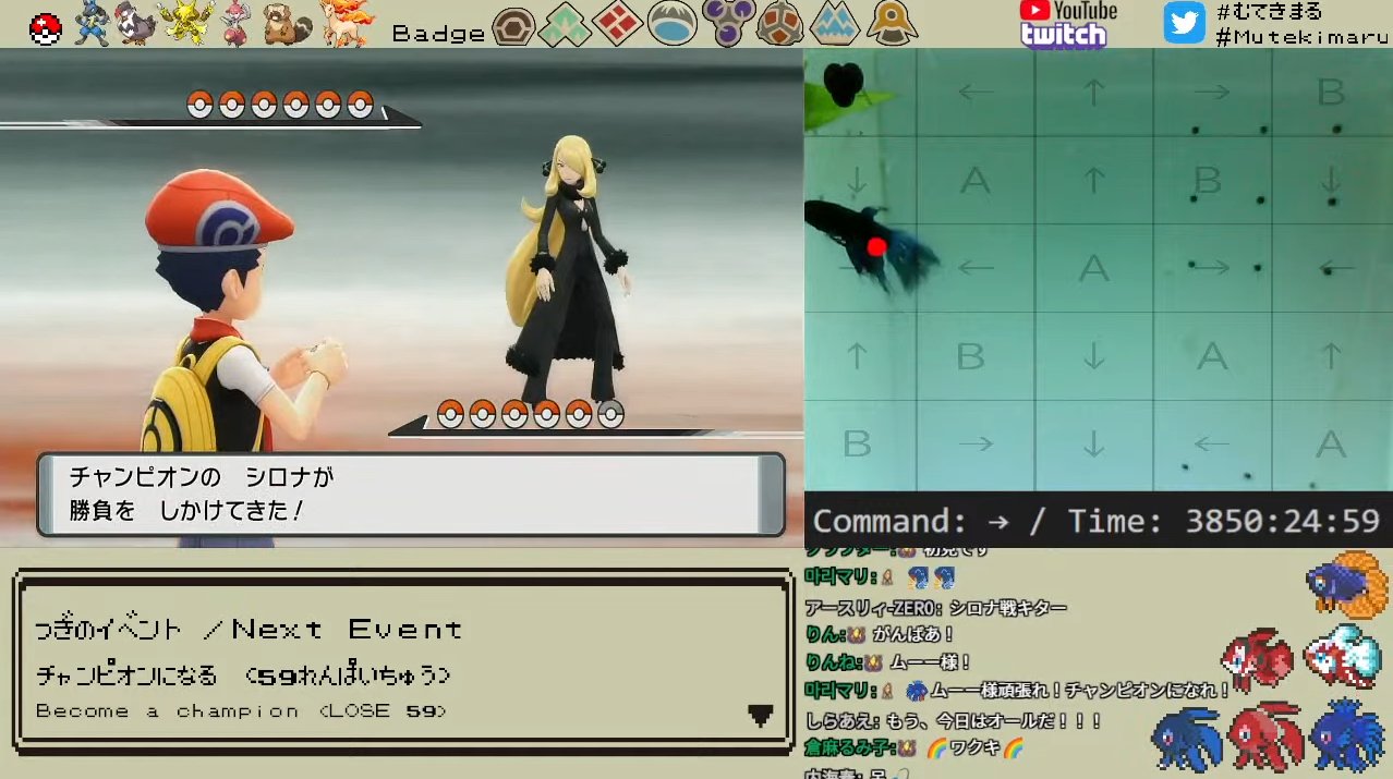 むてきまるちゃんねる Mutekimaru Channel ペットの魚がポケモンクリア sp編 現在ポケモン リーグ59連敗中ですがvsシロナ戦が始まりました 手持ちはなんと5匹も残っています そして伝説へ 配信先 T Co Iykjrhsizk T Co