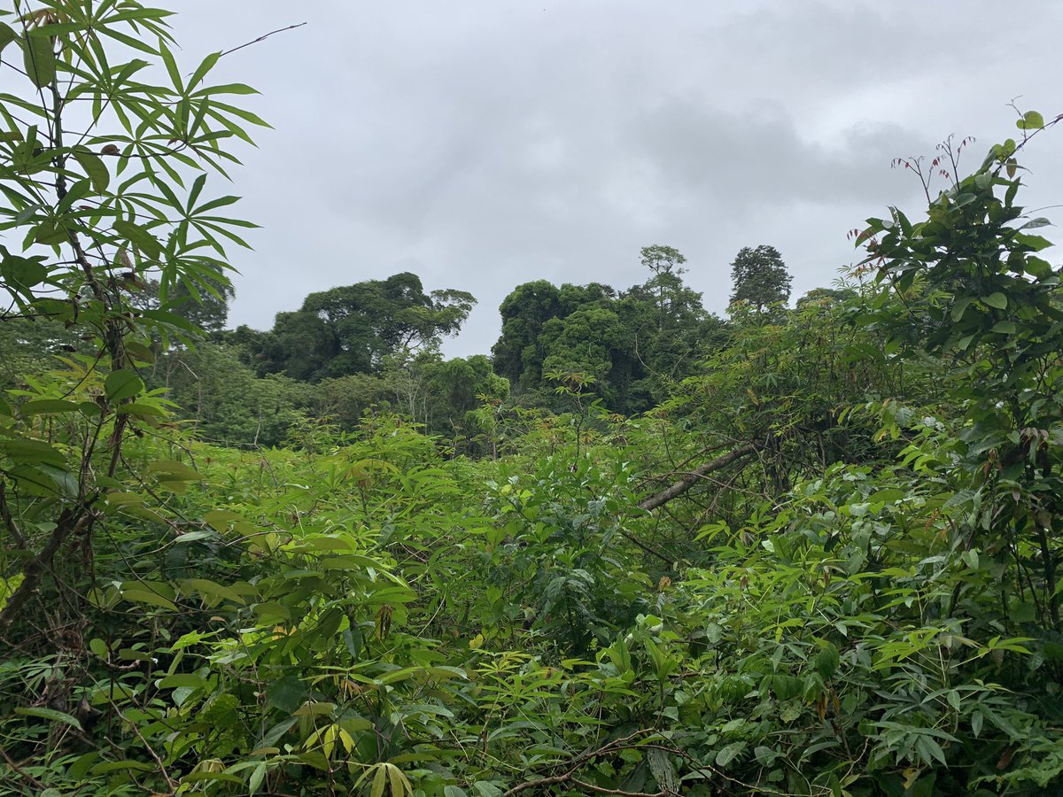 ChrisDennysUK's tweet photo. Looking for some monkeys on the Lobe River #kribi…we found some…but they were hiding in the trees! 🐒🍃🌴 if you want to learn about gorillas and monkeys visit #Mefou where you can learn about the great work of @ApeActionAfrica https://t.co/DvPFwi5iOX