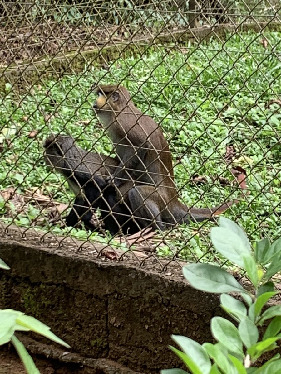 ChrisDennysUK's tweet photo. Looking for some monkeys on the Lobe River #kribi…we found some…but they were hiding in the trees! 🐒🍃🌴 if you want to learn about gorillas and monkeys visit #Mefou where you can learn about the great work of @ApeActionAfrica https://t.co/DvPFwi5iOX