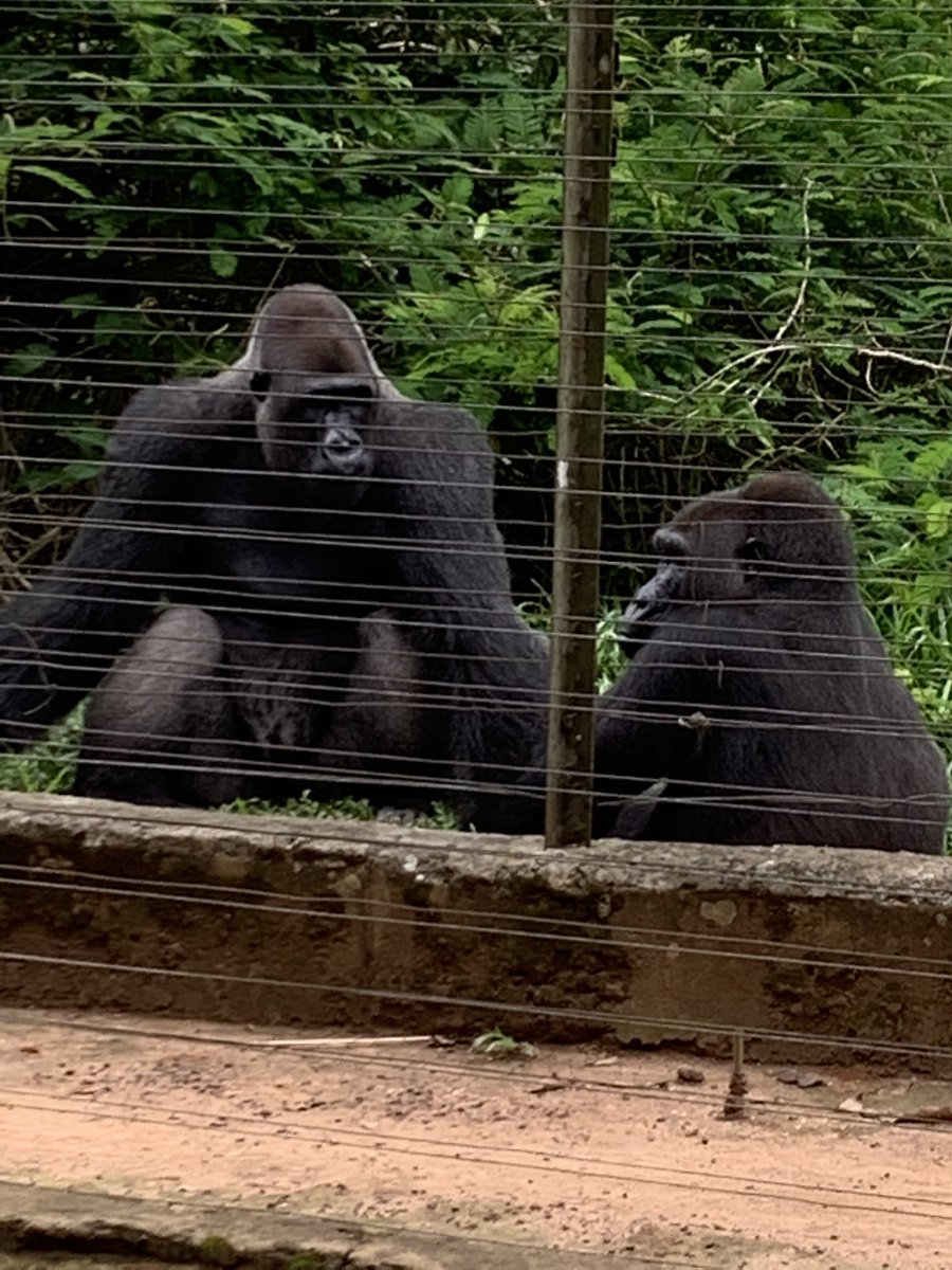 ChrisDennysUK's tweet photo. Looking for some monkeys on the Lobe River #kribi…we found some…but they were hiding in the trees! 🐒🍃🌴 if you want to learn about gorillas and monkeys visit #Mefou where you can learn about the great work of @ApeActionAfrica https://t.co/DvPFwi5iOX