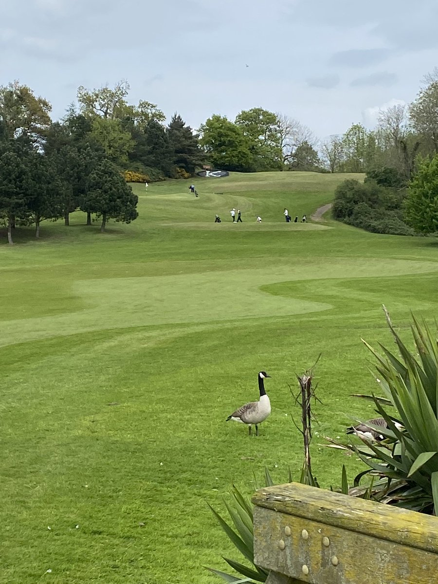 Clifton College Golf tweet media