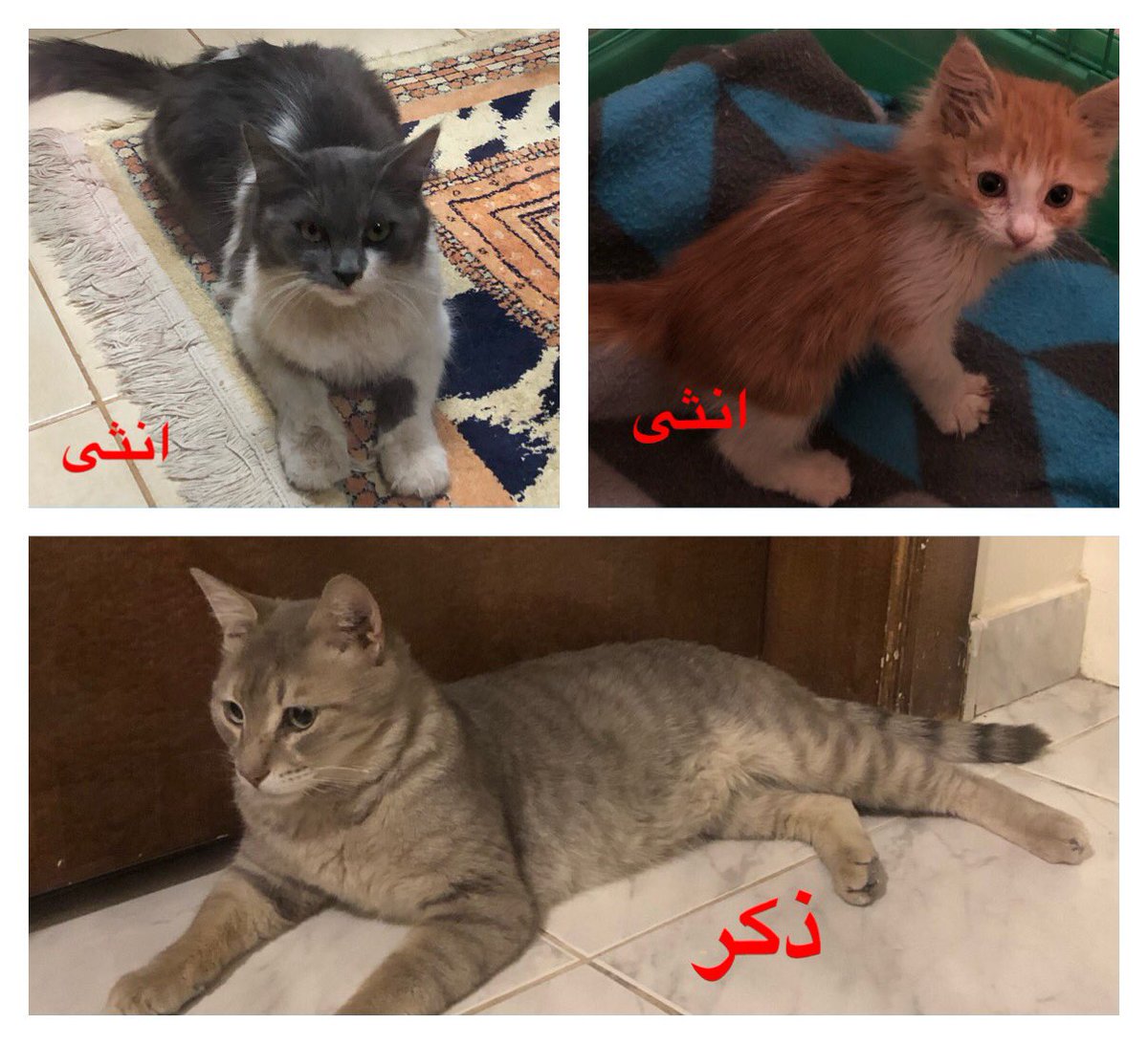 للتبني:الصغيره العمر٣اشهر -القطه الأنثى العمر غير محددومعقمه-القط الذكر العمر غير محددومخصي من قبل اصحابه السابقيين،الشروط:العمر+٢٢توفير المستلزمات وتحمل المسؤوليه والتصوير بين فتره واخرى ويوجد اسئلة ستطرح على المتبني في حال الرغبه بالتبني الموقع:الرياض للتواصل واتس اب:٠٥٩٦٠٩٩٥٢٥