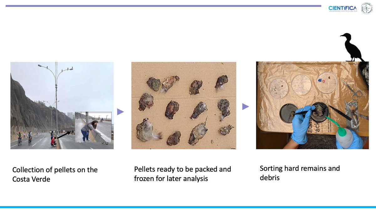cataporras54's tweet photo. 2/4 #ContSesh #WSTC8. Pellet sampling periods were divided into 2 phases:
1. Pre-pandemic: Began in Oct 2018 and ended in Dec 2019. Without restriction on the Costa Verde
2. Pandemic: Began in Jul 2020 and ended in Feb 2021, with lockdowns and curfews. https://t.co/gB7nnYsSll