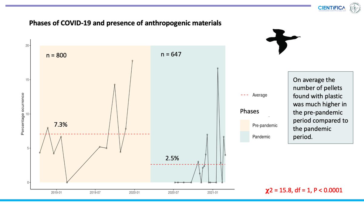 cataporras54's tweet photo. 3/4 #ContSesh #WSTC8 During the Pandemic phase significantly fewer pellets contained plastic!
Despite restrictions, plastic was still found in cormorant pellets. It shows that plastic pollution is not only local but also due to other factors like garbage dumping on Costa Verde https://t.co/OVsqMYjTH0