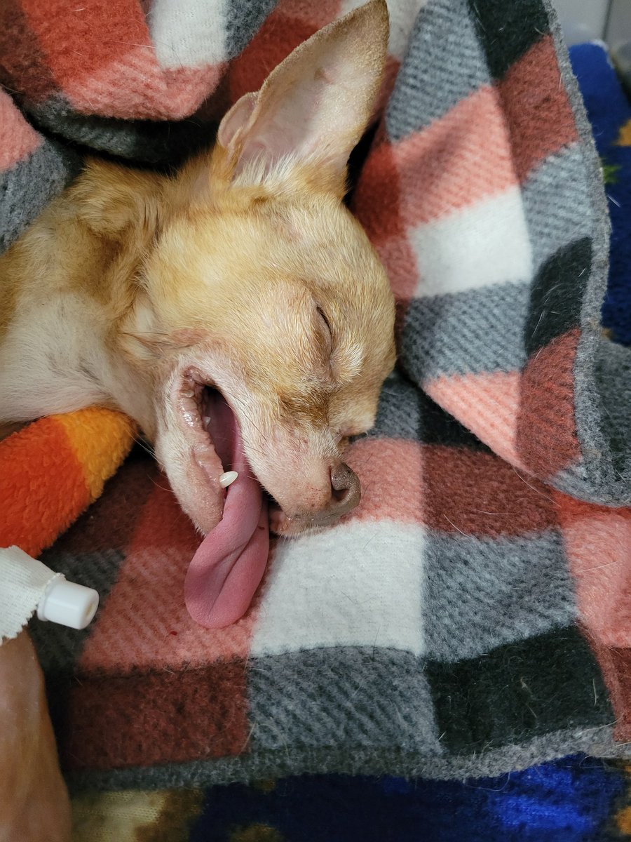 DocMaus625's tweet photo. Waking up from surgery.  Went very well! 2 less testicles in the world and 10 less painful teeth. https://t.co/nq3zgDjhCB