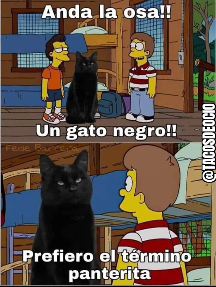 tacosdeocio's tweet photo. #rasismo #tacosdeocio #gatitos #thesimpsons https://t.co/fN0cDXsqIn