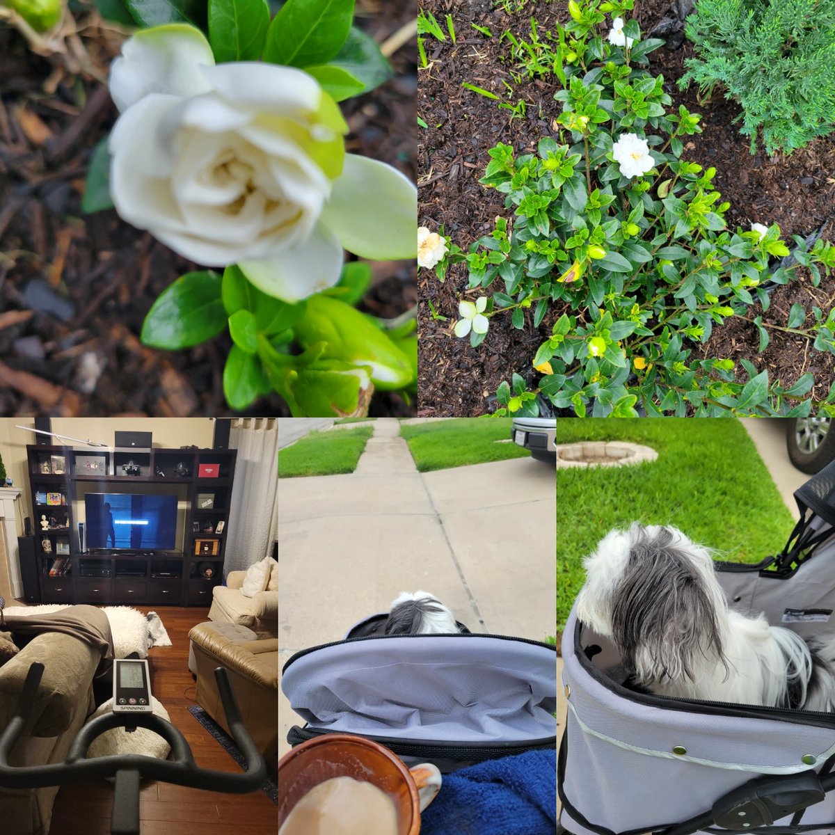 JCVCreates's tweet photo. How do you start your day?
A walk in my small blooming #Texasgarden , exercise, and a cup of Joe while I push around my assistant.
#Jcvrealtor #JcvTexasmlo #Texasrealtor #Texasmortgagebroker #Texasmortgageloanofficer https://t.co/YpzjrJqaP6