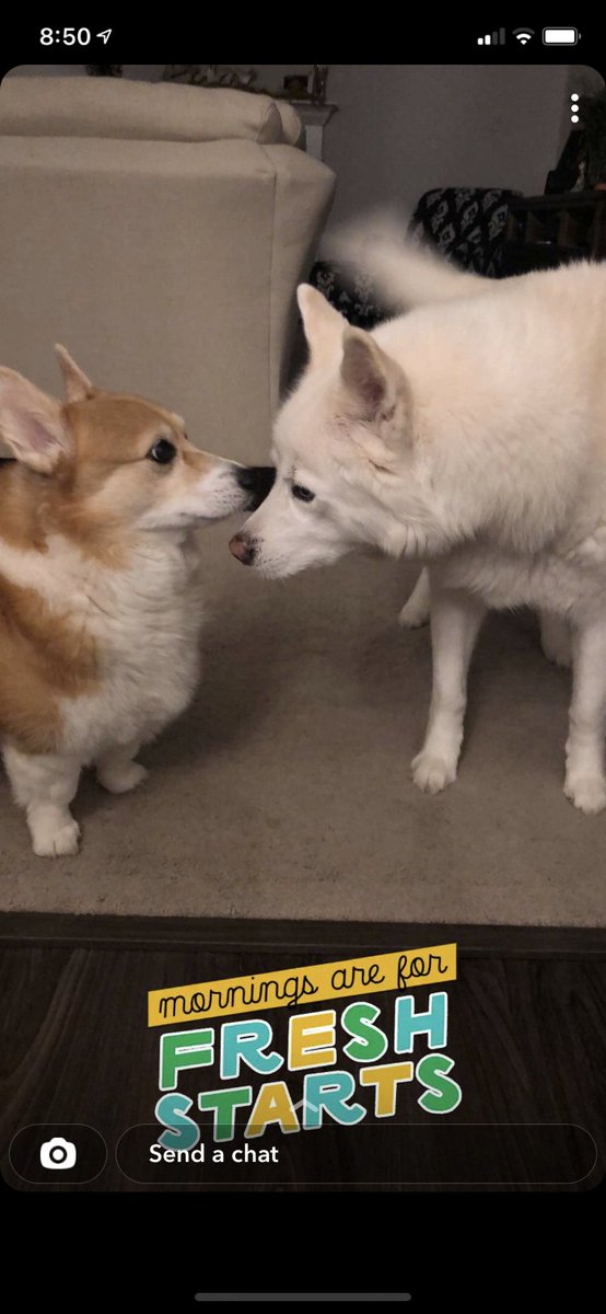 KatGoedeke's tweet photo. Excited to move back home and see my lovely dogs! #spm230 https://t.co/agITDaDRBr