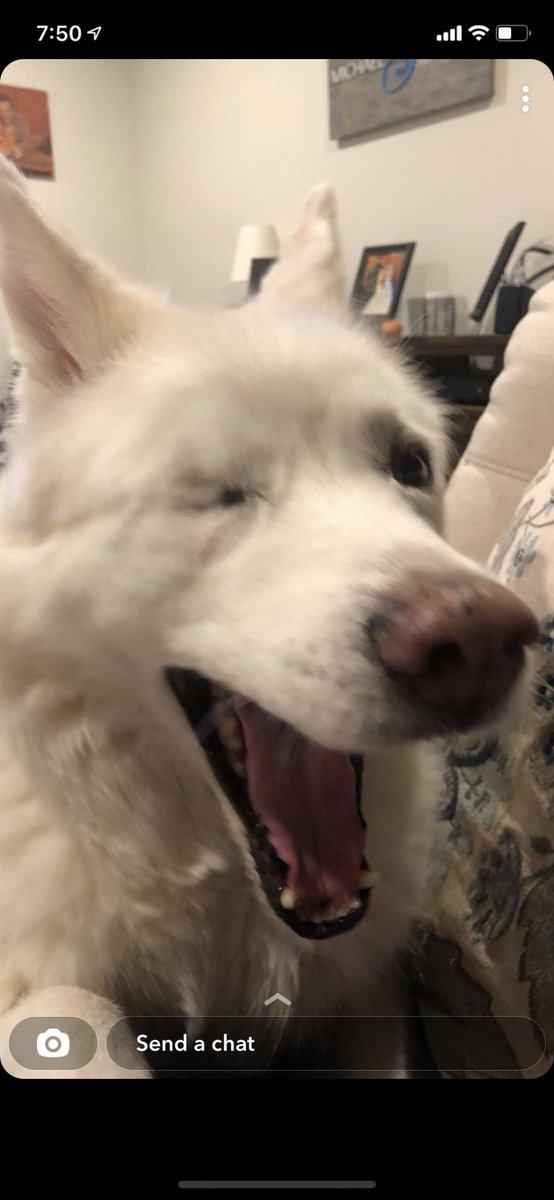 KatGoedeke's tweet photo. Excited to move back home and see my lovely dogs! #spm230 https://t.co/agITDaDRBr