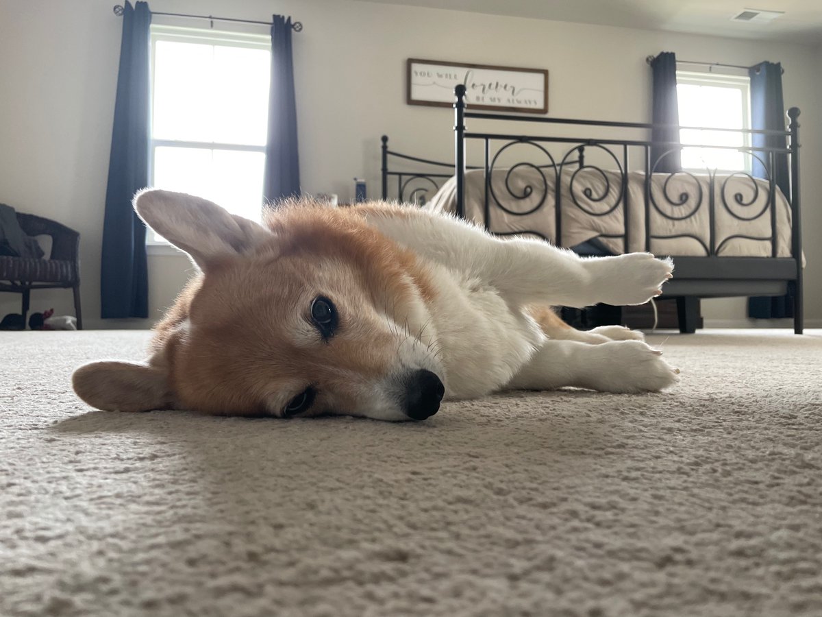 KatGoedeke's tweet photo. Excited to move back home and see my lovely dogs! #spm230 https://t.co/agITDaDRBr