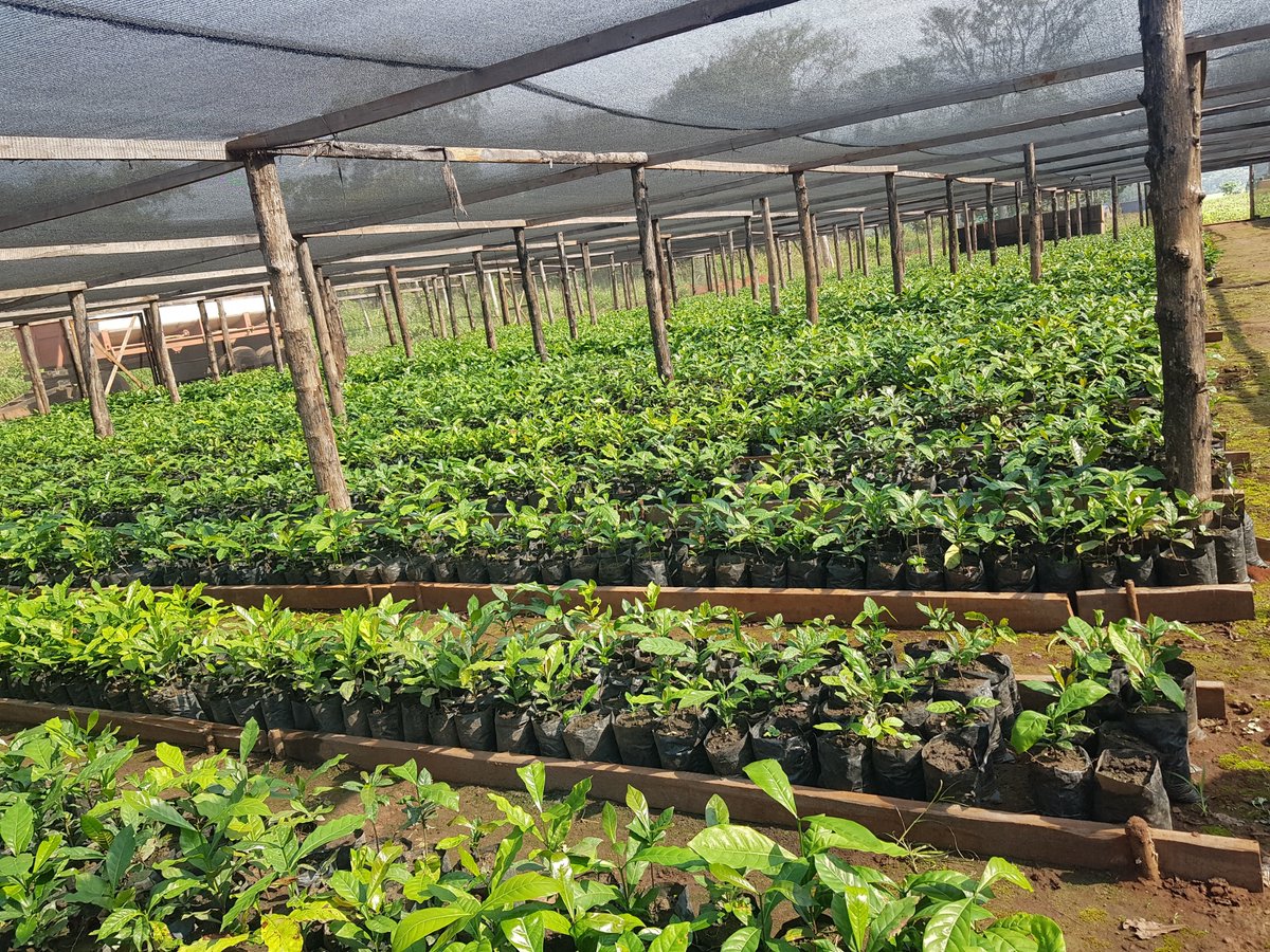 Cordaid South Sudan (@cordaidss) on Twitter photo Providing livelihood for youths and women of #SouthSudan is of key importance for <a href="/cordaidss/">Cordaid South Sudan</a>. Our coffee value chain project, funded by <a href="/RVO_Nederland/">Rijksdienst voor Ondernemend Nederland</a>, does that, using #PPP formula, in Nzara and Yambio counties. Providing livelihood for youths and women of #SouthSudan is of key importance for <a href="/cordaidss/">Cordaid South Sudan</a>. Our coffee value chain project, funded by <a href="/RVO_Nederland/">Rijksdienst voor Ondernemend Nederland</a>, does that, using #PPP formula, in Nzara and Yambio counties.
