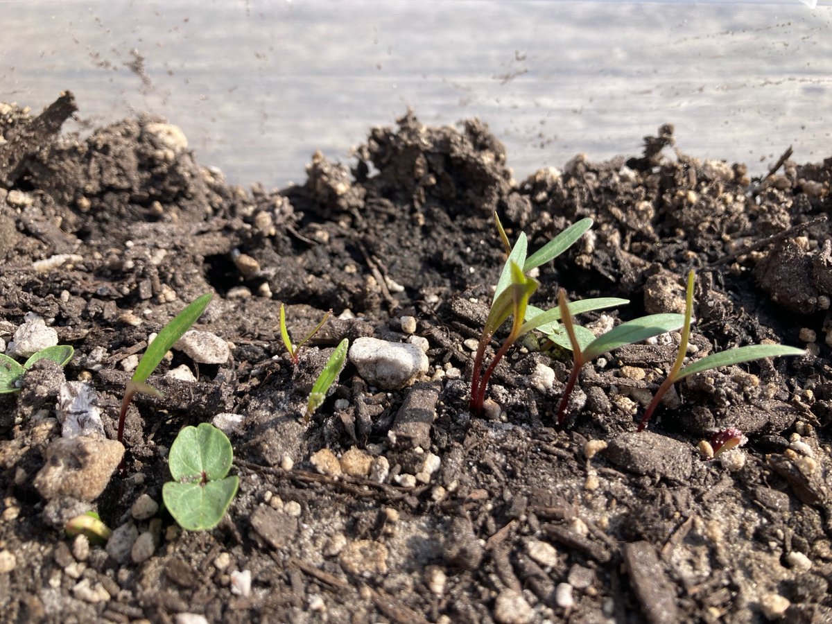 NCCoastalLT's tweet photo. Did you miss the chance to pick up your free DIY Pollinator Garden Kit? You're in luck - we have some available! Pick up times will be May 19th &amp; 20th - reserve your kit here:  https://t.co/wJErBYSn4P 🌱
📸Bryce Tholen #pollinatorgarden #pollination #gardenkit #nativeplants #ctnc https://t.co/ZgmLKFb3de