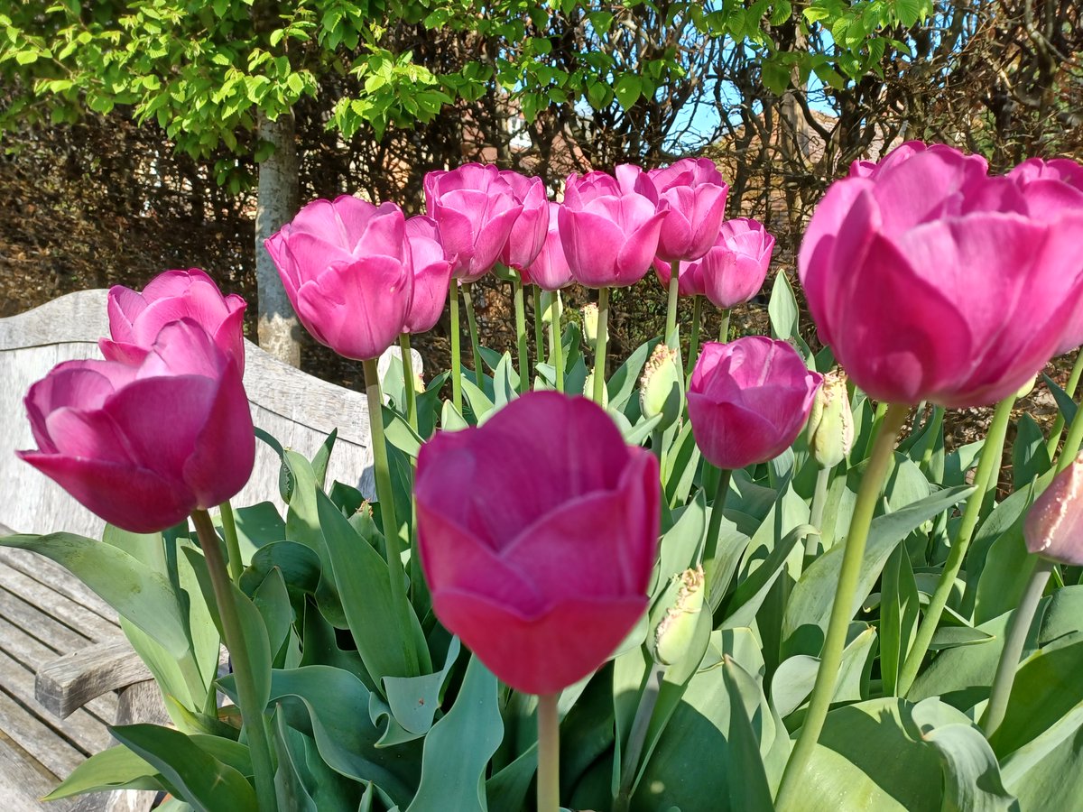 Woolbeding Gardens tweet media