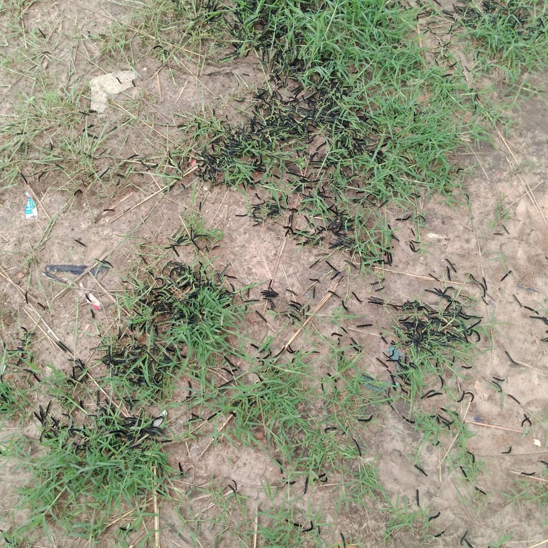 Robinson Abote L tweet media