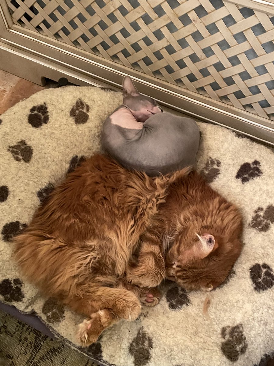 quiltingandcats's tweet photo. @_HelenDale No way these kitties are moving today - leaving politics to the dogs ☺️#CatsNotatPollingStations #CatsAtPollingStations https://t.co/ClbqYieBj2