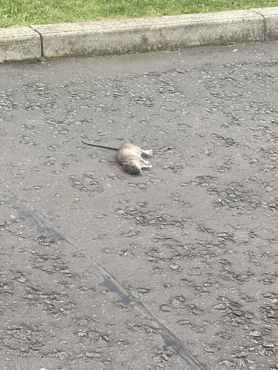 claire52997994's tweet image. @falkirkcouncil any support for a local rat infestation??? This is a communal area in Maddiston. @falkirk_herald @JohnMcNallySNP