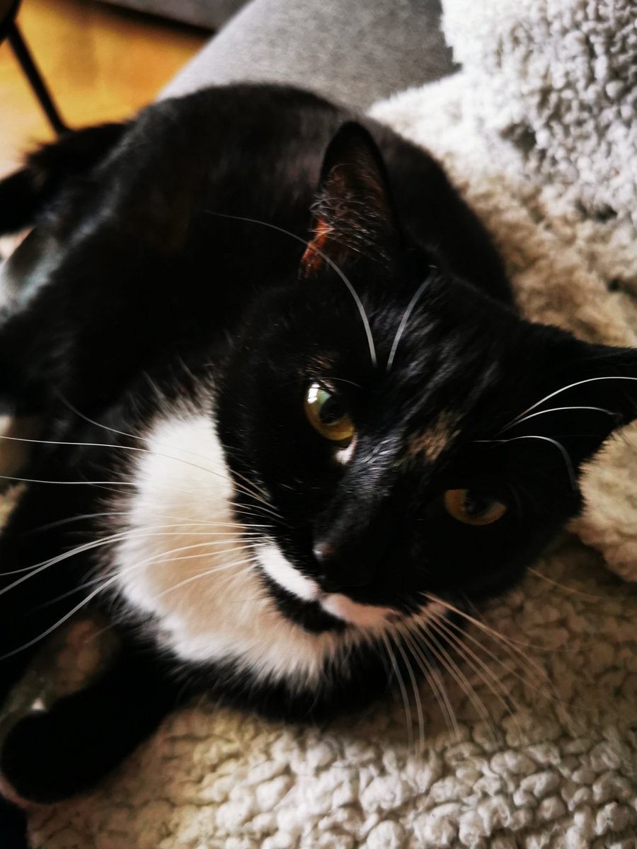 Are you a cat with a special job? Does your human do feline related charity work? Does your family foster cats? Then we are looking for you! We want to make a special about feline charities. Send us a DM if you are interested!!!