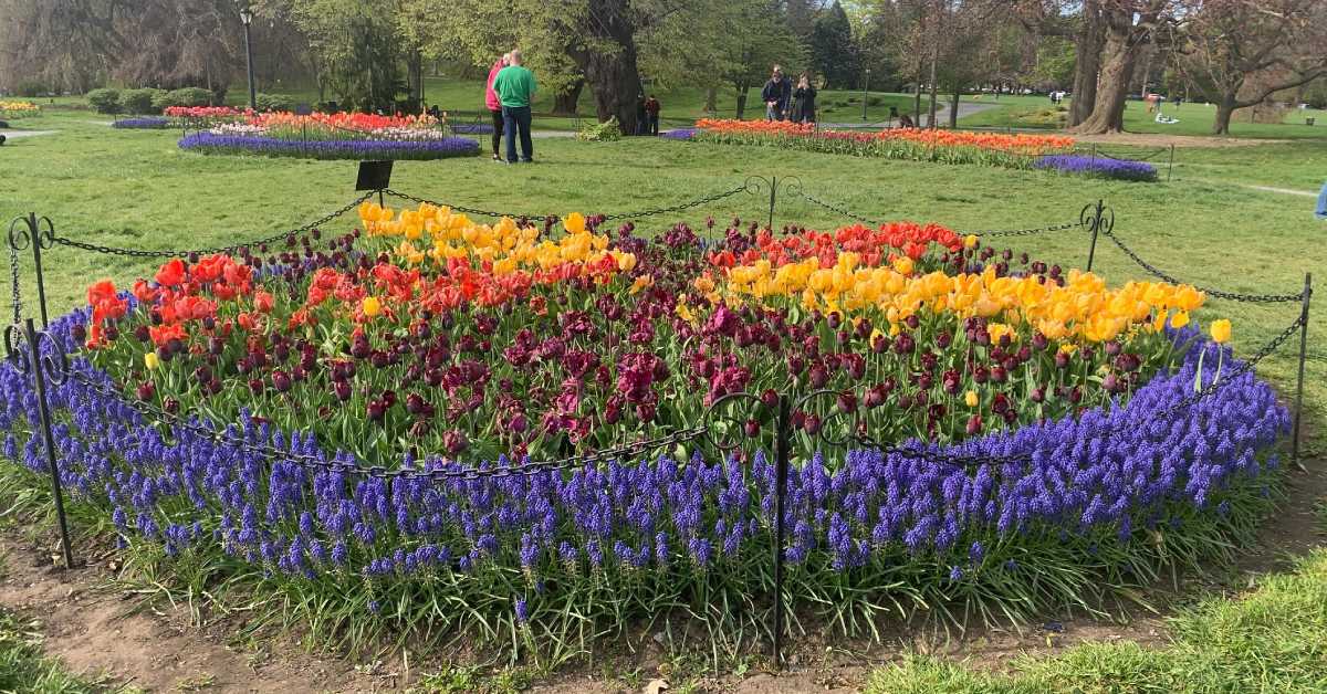 albany_com's tweet photo. Get outdoors and enjoy the colors of spring. Nothing says spring like beautiful tulips at the Albany Tulip Festival 👇 https://t.co/KGP7z2zlXk https://t.co/pkY7YSkyGm
