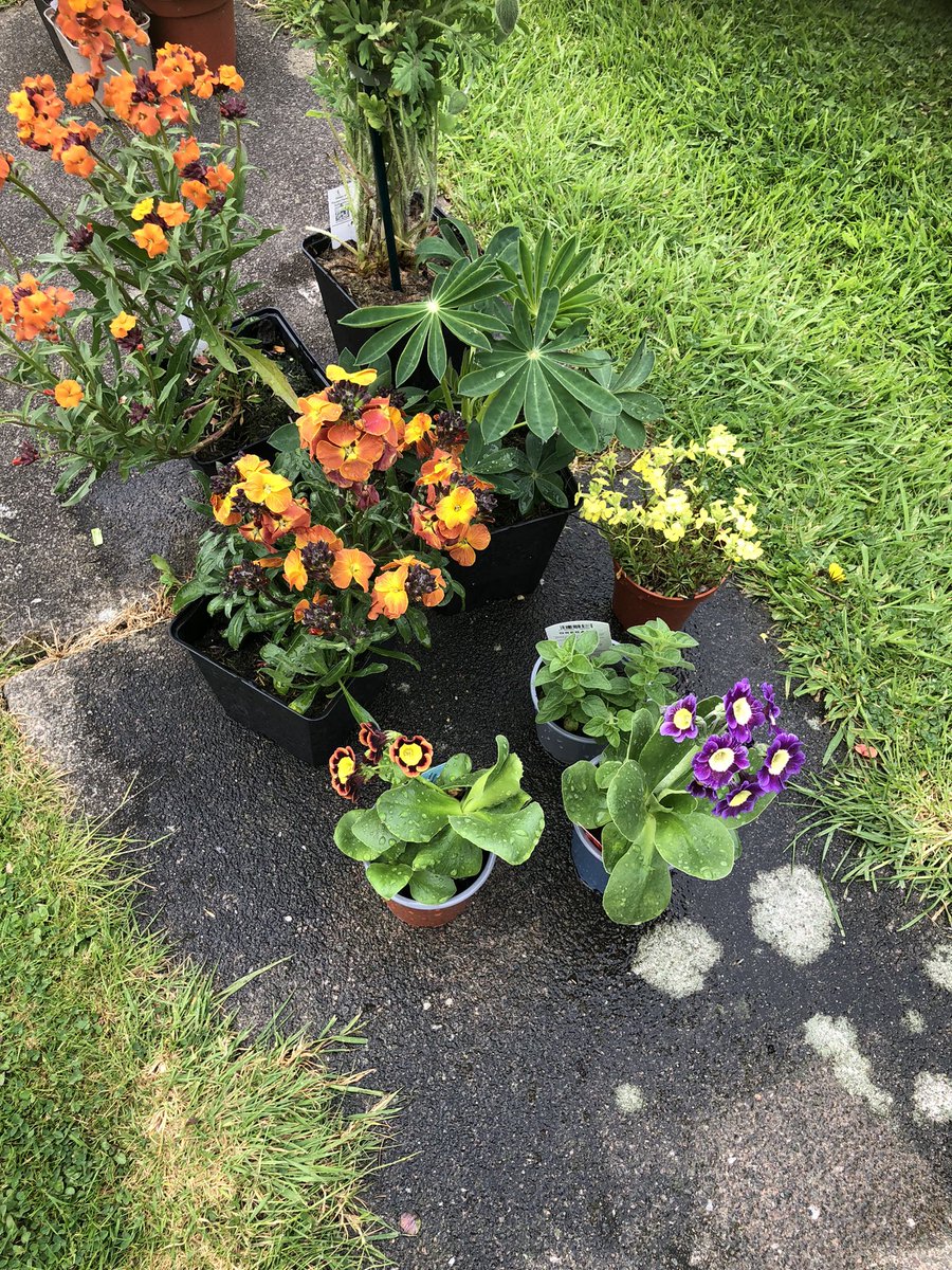 Joon123's tweet photo. Decent plant haul from @MalvernShows #SpringShow I felt a tad less Planty this year, but more shoppy. Certainly lots more roadworks & speed restrictions between me & there now. Long drive. #NeedTea ☕️ https://t.co/XzbTBvjaFL