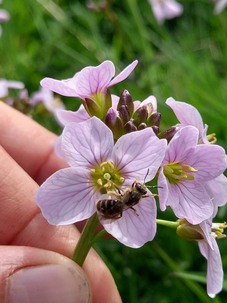 PinmoreLow's tweet photo. Scale. Brought to you by the Cuckooflower
#pollinators 
#wildflowerhour https://t.co/8J80HVOEfY