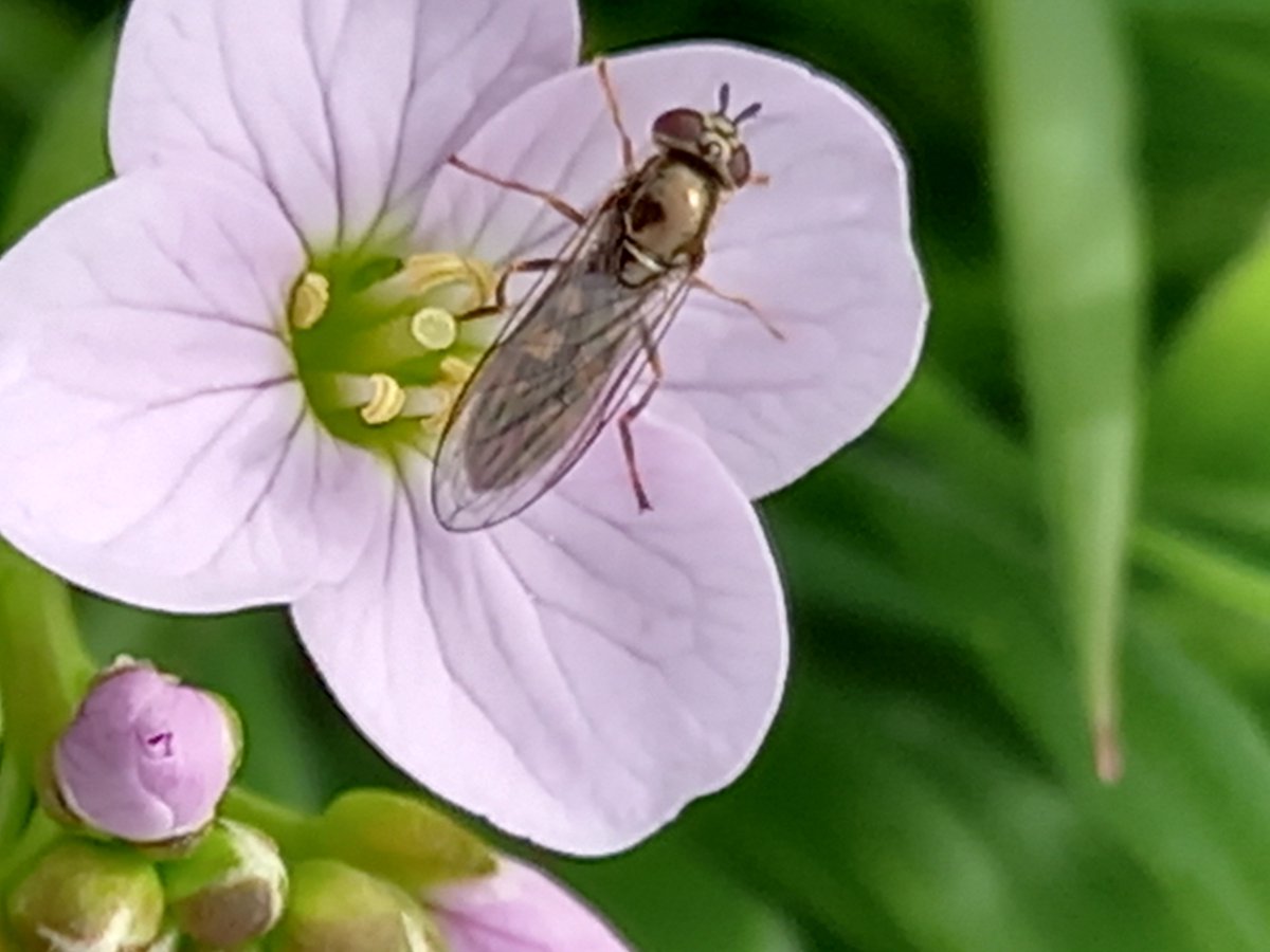 PinmoreLow's tweet photo. Scale. Brought to you by the Cuckooflower
#pollinators 
#wildflowerhour https://t.co/8J80HVOEfY
