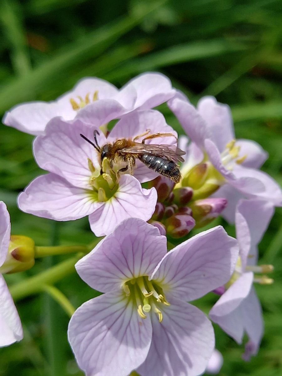 PinmoreLow's tweet photo. Scale. Brought to you by the Cuckooflower
#pollinators 
#wildflowerhour https://t.co/8J80HVOEfY