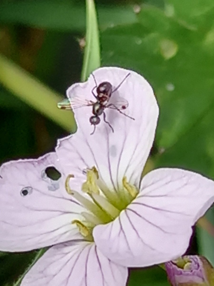 PinmoreLow's tweet photo. Scale. Brought to you by the Cuckooflower
#pollinators 
#wildflowerhour https://t.co/8J80HVOEfY