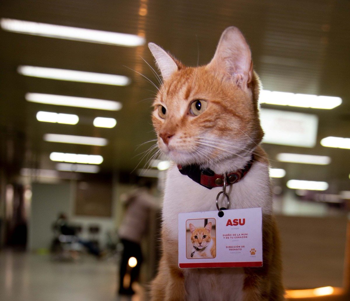 AsuncionMuni's tweet photo. Él es Asu 😻 Llegó hace un año y, al principio, le buscamos un hogar pero nos dimos cuenta que, de a poco, se iba apropiando de la Muni, ganándose el corazón de los contribuyentes. https://t.co/1Z837ijCWi