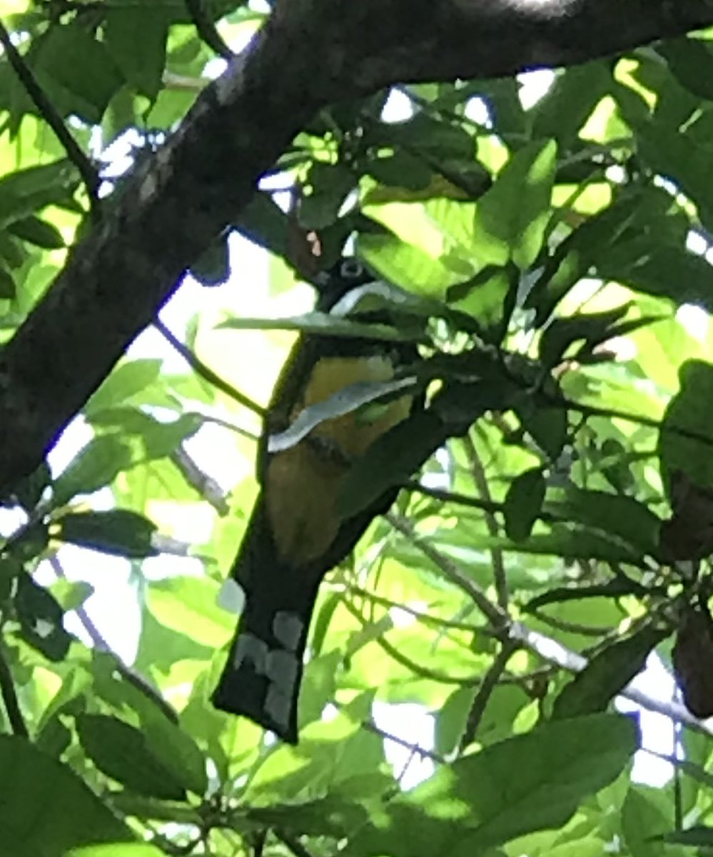 rwflyfish's tweet photo. Zooming in...almost looks like a watercolor. Handsome Black Headed Trogan called me in. Check out his eye. #AmbergrisCaye #reelbelize #sanbirdranos https://t.co/Uc4gaCF3zj