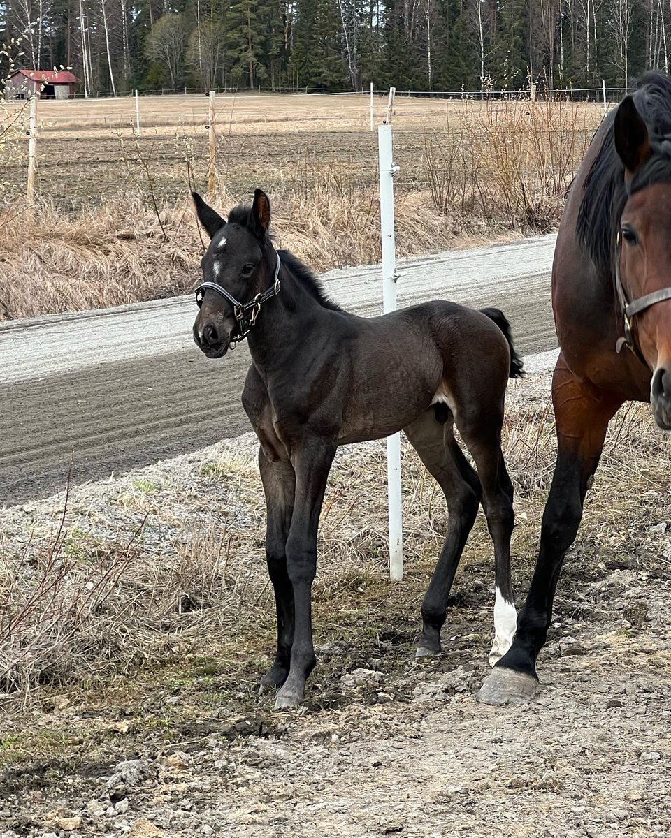 Colt: Village Mystic - Maywood Wania 🇫🇮