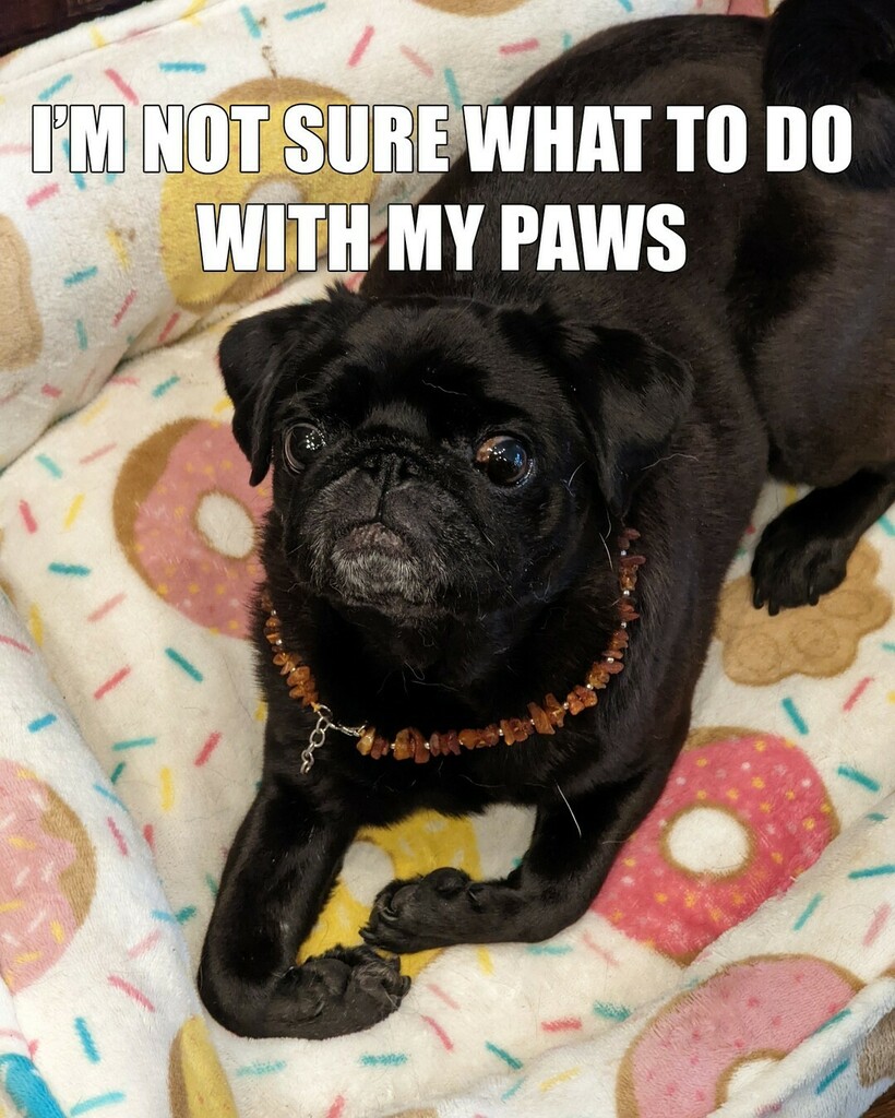 Philomenathepug's tweet photo. Penny was laying in the bed... and instantly I thought of Ricky Bobby. 

What do you think? https://t.co/Yhv8HH1mNa https://t.co/Qw4vLgjr5R