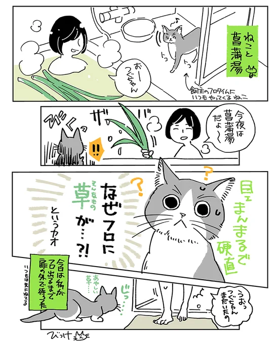 ねこと菖蒲湯 