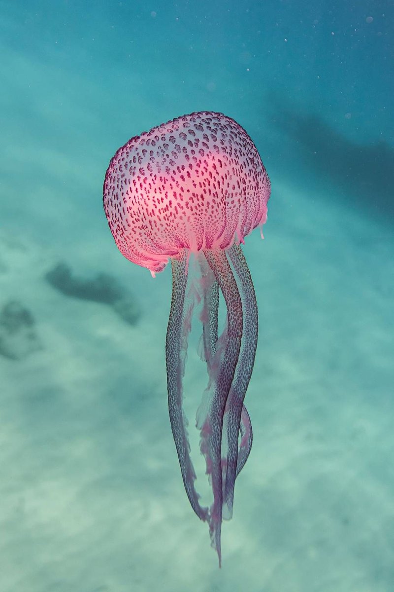IndigoCollagen's tweet photo. #DeepDive 🌊 Before the dinosaurs, trees, or even fungi, there were jellyfish. They are the oldest multi-organ animal, surviving all five of Earth’s mass extinction events…600 Million years and counting! https://t.co/8chyZo8ns1