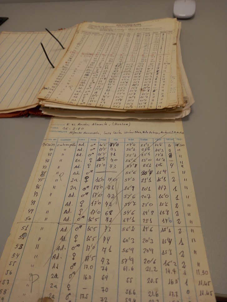 phenogirl's tweet photo. Digitizing old and dusty ringing data is not an easy task and it takes ages! We will use them for searching changes in bird body size through time. #ArcheologicalEcology @ebdonana #GOSUR https://t.co/V46lsdvcQL