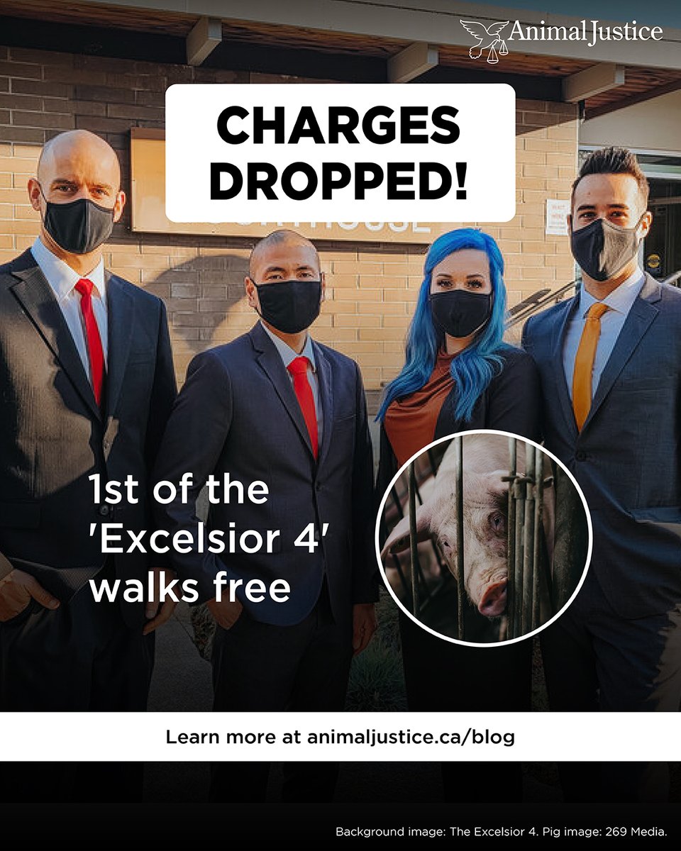 AnimalJustice's tweet image. Good news! The Crown has dropped the charges against Geoff Regier, 1 of the 4 animal rights advocates who helped expose sickening cruelty at Excelsior Hog Farm in BC. Learn more ➡️ bit.ly/3vL3CvS

#Excelsior4