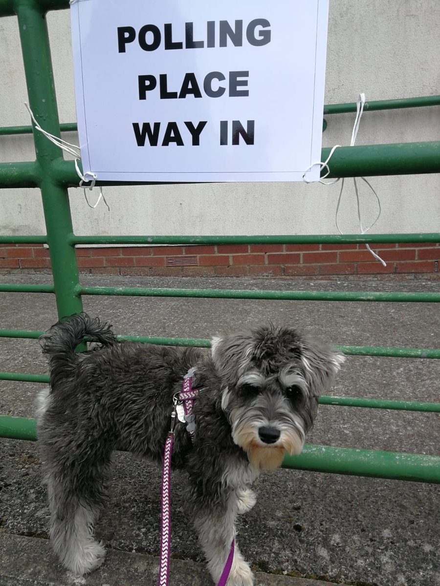 RenCouncil's tweet photo. Dogs have been accompanying their owners to polling stations across Renfrewshire as they cast their vote in the #ScottishCouncilElections.

This perfect pup was pictured outside Ralston Community Centre.

For more info on how to take part in today's election, visit our website. https://t.co/pFTDcNIjWZ