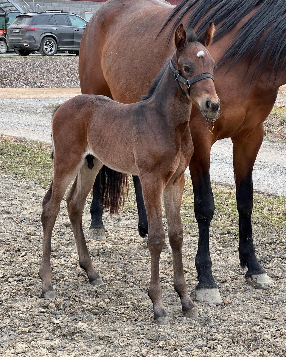 Colt: Denver Wania (E L Titan - Pontresina) 🇫🇮