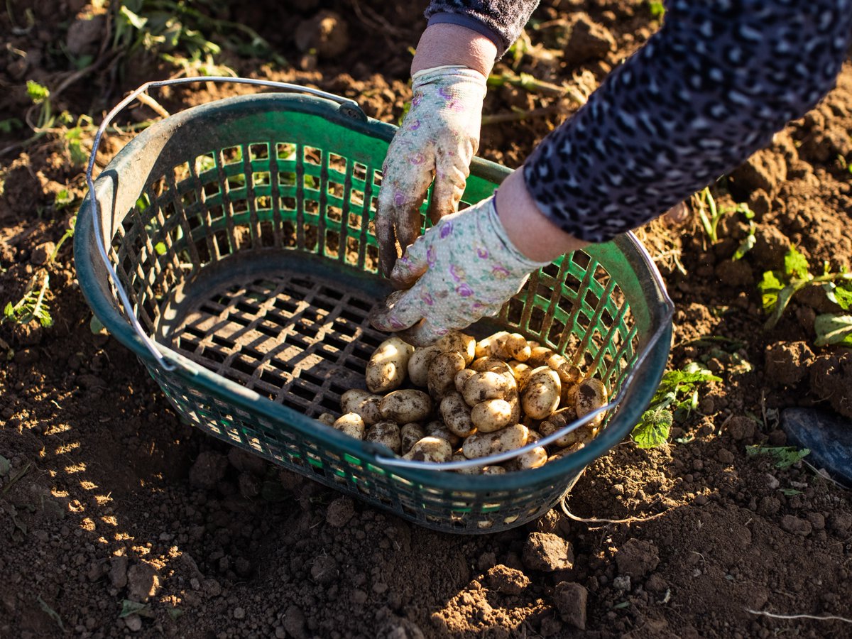 jerseyroyals's tweet photo. Many of the #JerseyRoyal fields are on steep slopes, as this provides optimal growing conditions and natural drainage for the soil. The steep incline means the potatoes can’t be harvested by machines, so each one must be picked by hand instead. It really is a labour of love! https://t.co/EX9ASAsx2t