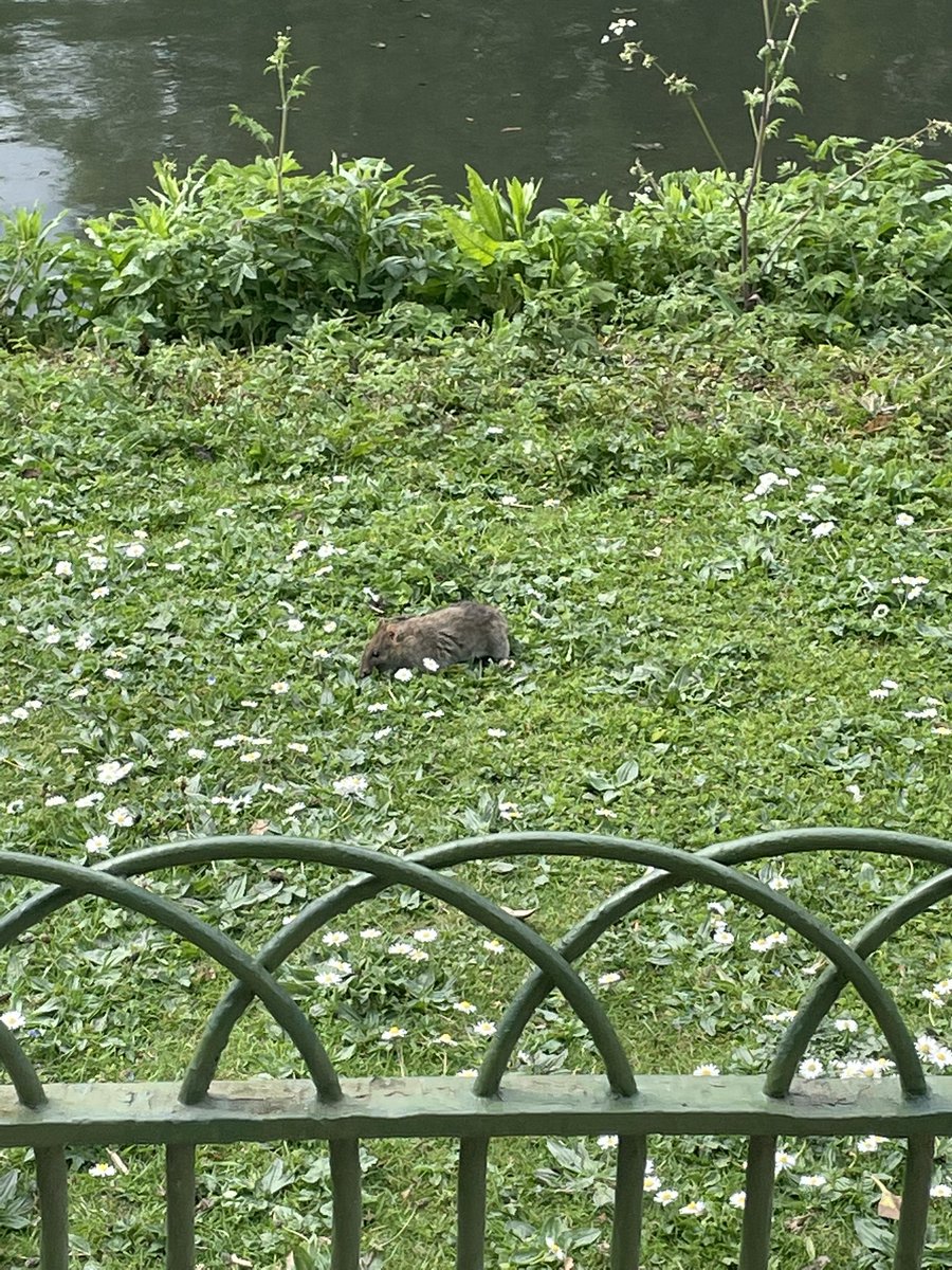 spooky scary beleton tweet media