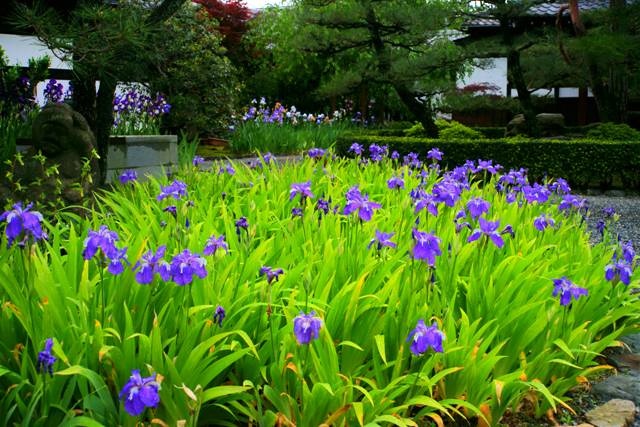 🐇 
令和４年５月６日〈 金・先負 〉 

いちはつの　花咲きいでて我が目には　今年ばかりの春行かんとす　＜正岡子規＞ 

＜日本の色＞ 
～青紫（あおむらさき）～ 
青みを帯びた鮮やかな紫色、「栄花物語 」にも記された古くからの伝統色。

📸 得浄明院 ／京都