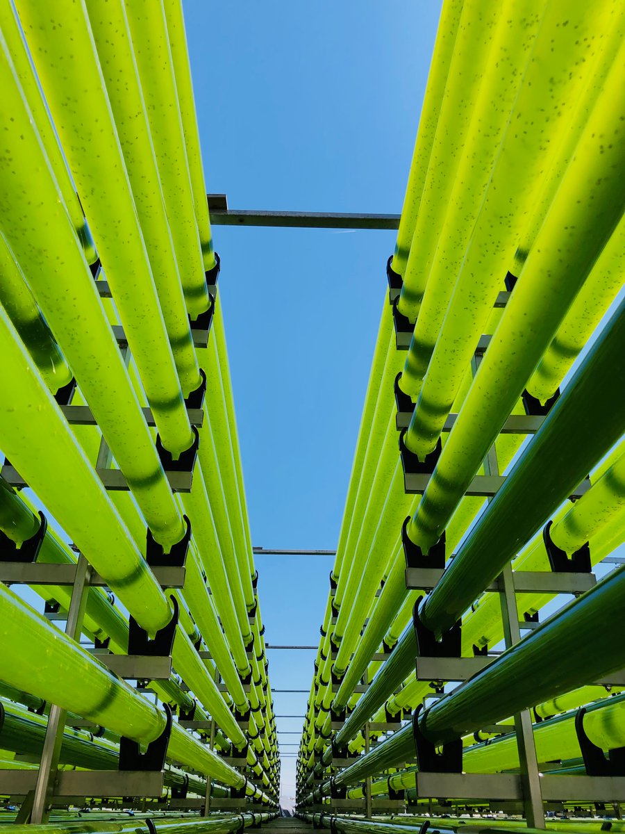 Check out the freshly inoculated 𝘕𝘢𝘯𝘯𝘰𝘤𝘩𝘭𝘰𝘳𝘰𝘱𝘴𝘪𝘴 𝘰𝘤𝘦𝘢𝘯𝘪𝘤𝘢 culture in our new off-the-grid photobioreactor. In the scope of #ProFutureEU project we are steadily looking for new ways to increase the energy efficiency of our process and improve sustainability.