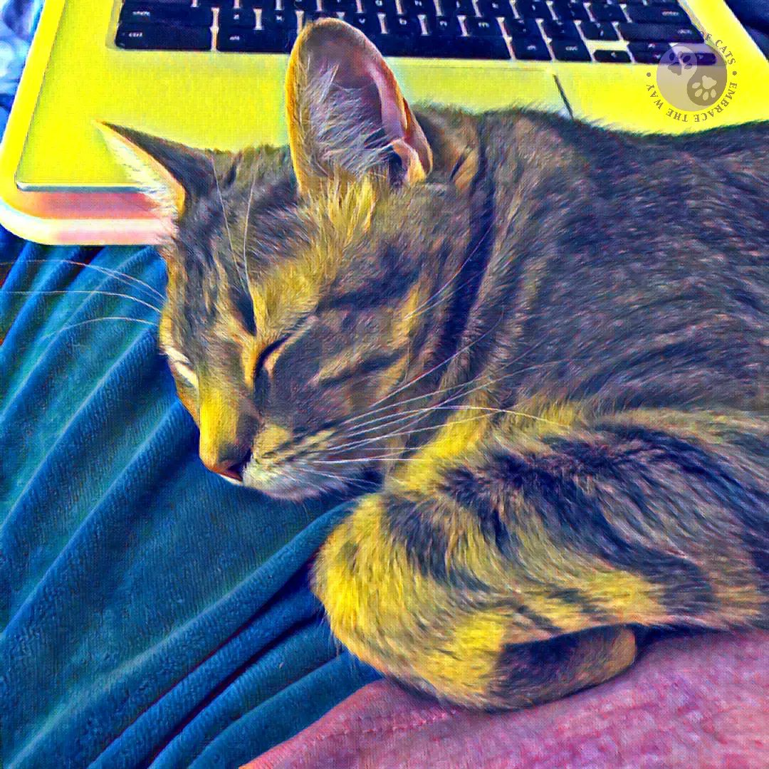 WayofCatsbook's tweet image. Cat Appreciators: more creative? - Mythbusting at the Way of Cats buff.ly/2M2P2GS

People with cats are more creative, says study.

Is this true of yourself? Sound off in the comments and show me YOUR arts 😄 
#CatsOfTwitter #CatLovers #CatScience