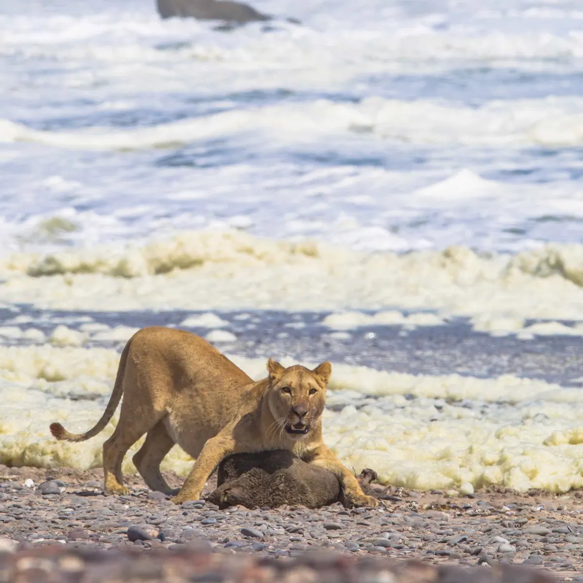 Did you know that there are lions roaming the deserts and beaches of Namibia? These big cats have adapted to extremely dry conditions, absorbing moisture from their prey when feeding. They also have a slightly thicker coat to combat the evening desert cold.